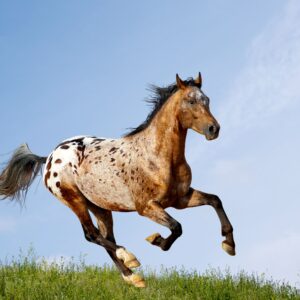 Appaloosa Horse