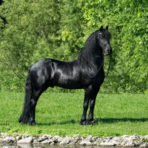 Friesian horse