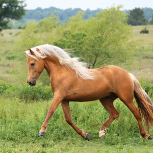 Morgan Horse