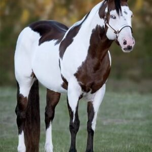 American Paint Horse