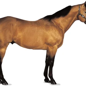 American Quarter Horse