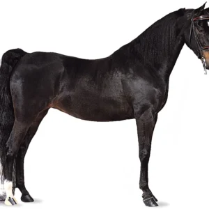 Saddlebred Horse