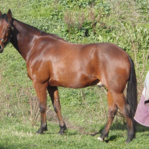 Standardbred Horse