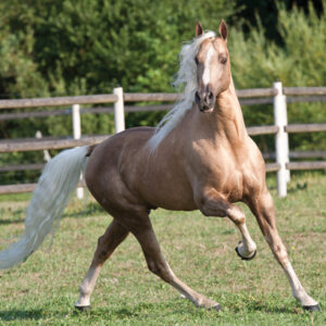 Tennessee Walking Horse