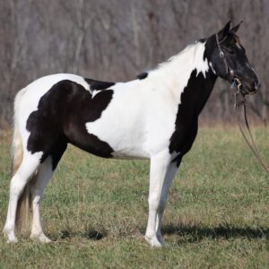 Tennessee Walking Horse for sale