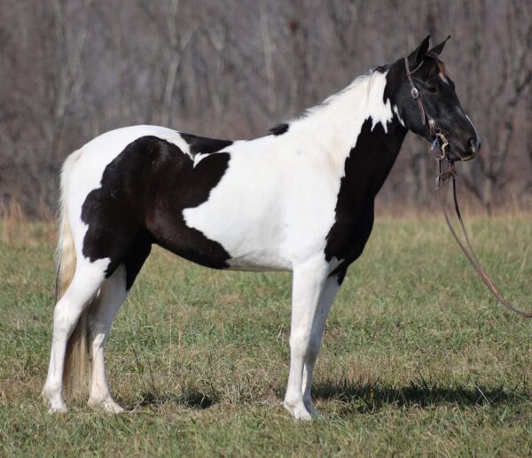 Tennessee Walking Horse for sale