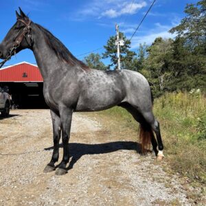 Tennessee Walking Horse for sale