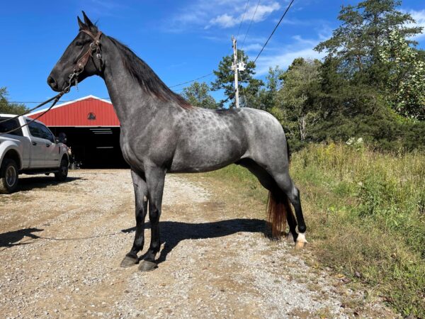 Tennessee Walking Horse for sale