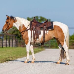 Paint Quarter Horse