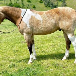 Paint Quarter Horse