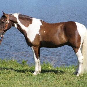 Tennessee Walking Horse for sale