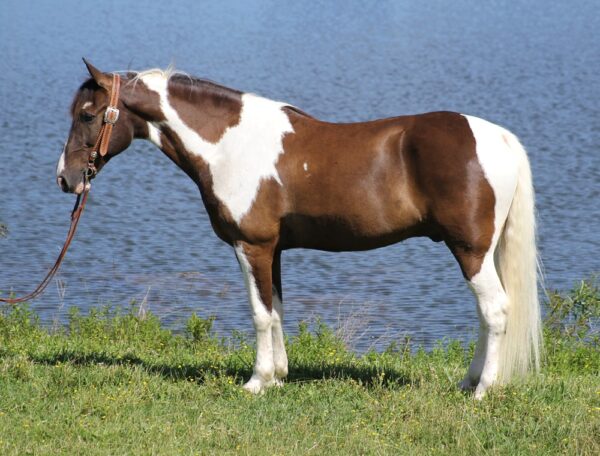 Tennessee Walking Horse for sale