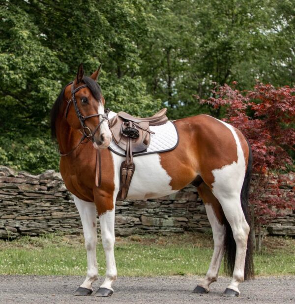 Paint Quarter Horse