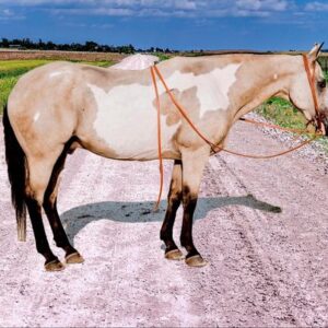 Paint Quarter Horse