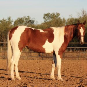 Paint Quarter Horse