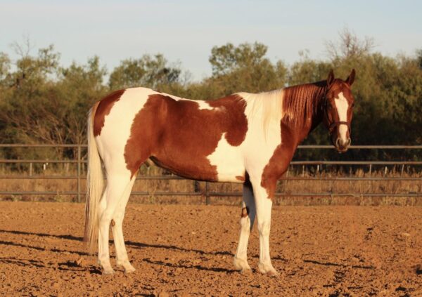 Paint Quarter Horse