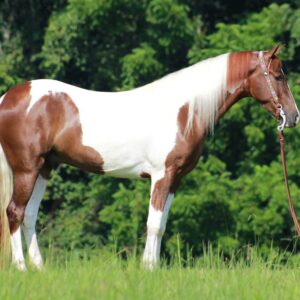 Tennessee Walking Horse for sale