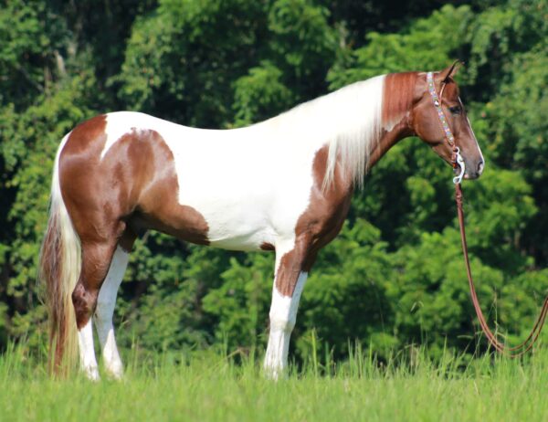 Tennessee Walking Horse for sale