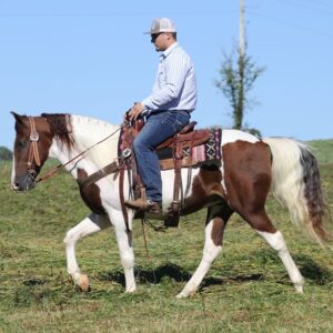 Tennessee Walking Horse for sale