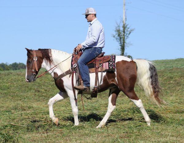 Tennessee Walking Horse for sale