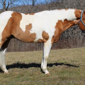 Paint Quarter Horse