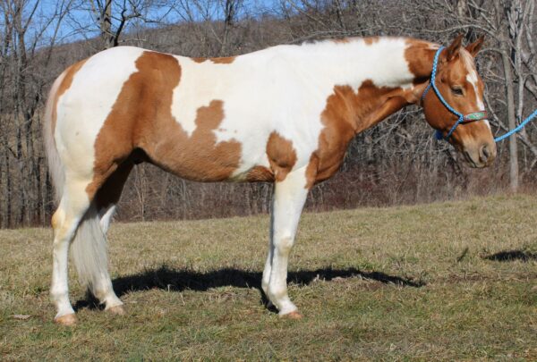 Paint Quarter Horse