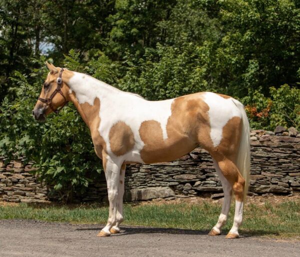 Paint Quarter Horse