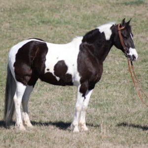 Tennessee Walking Horse for sale