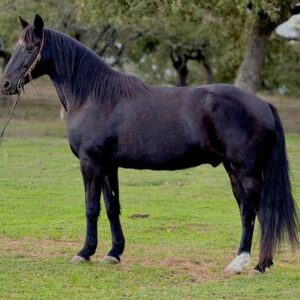 Tennessee Walking Horse for sale