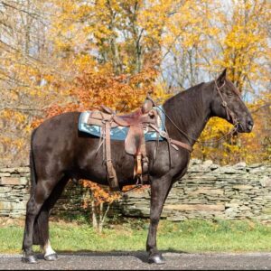 Tennessee Walking Horse for sale