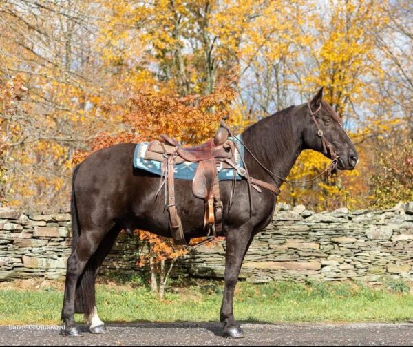 Tennessee Walking Horse for sale