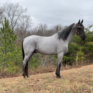 Tennessee Walking Horse for sale