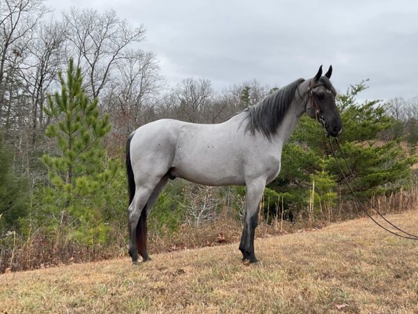 Tennessee Walking Horse for sale