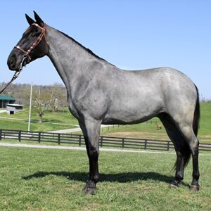 Tennessee Walking Horse for sale