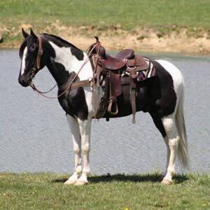 Tennessee Walking Horse for sale