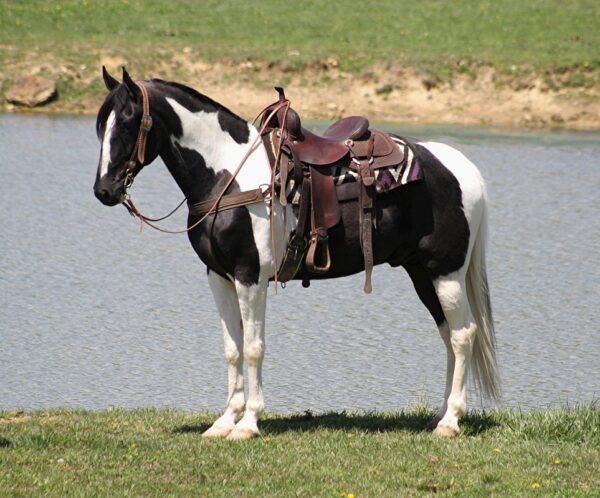 Tennessee Walking Horse for sale