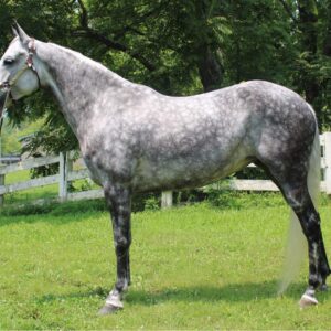 Tennessee Walking Horse for sale