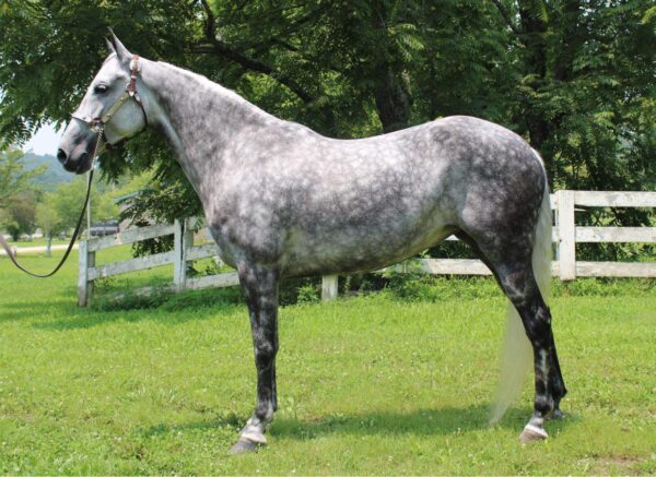 Tennessee Walking Horse for sale