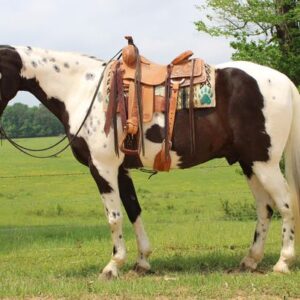 Tennessee Walking Horse for sale