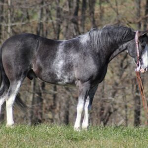 Tennessee Walking Horse for sale