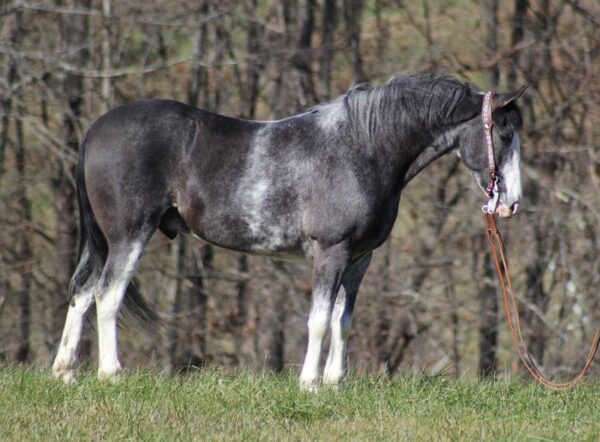 Tennessee Walking Horse for sale