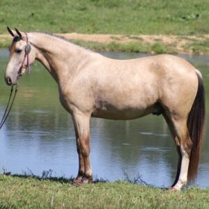 Tennessee Walking Horse for sale