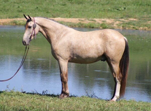 Tennessee Walking Horse for sale