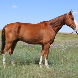 Tennessee Walking Horse for sale