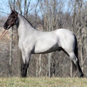 Tennessee Walking Horse for sale