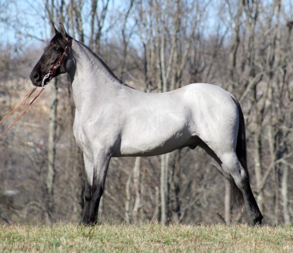 Tennessee Walking Horse for sale