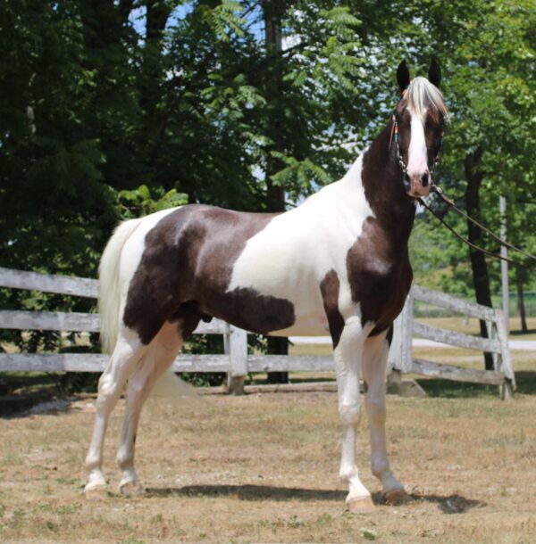 Tennessee Walking Horse