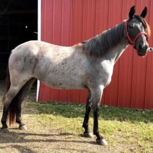 Tennessee Walking Horse