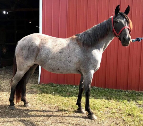 Tennessee Walking Horse