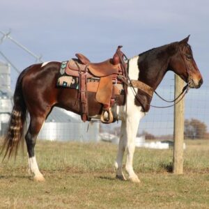 Tennessee Walking Horse